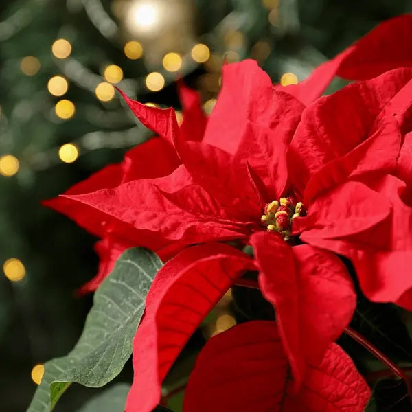 Red Poinsettia Plant
