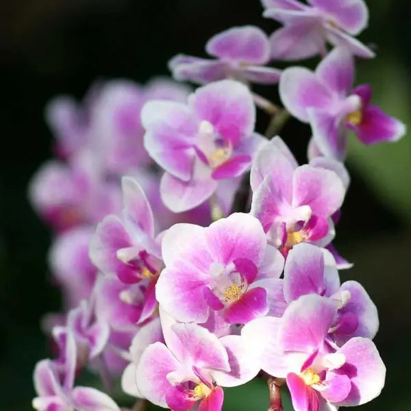 Phalaenopsis (PS-24)