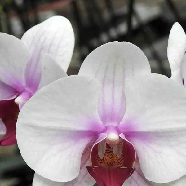 Phalaenopsis (PS-532)