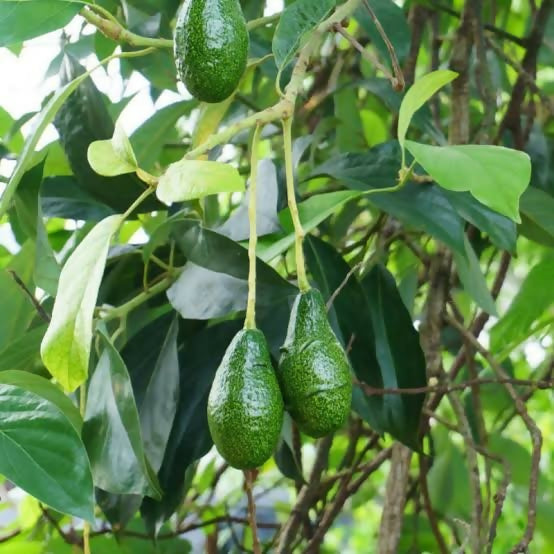 TK1 Avocado – Live Grafted Exotic Fruit Tree - Keyfarm Wayanad