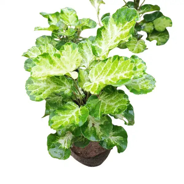 Aralia Polyscias Balfouriana Ornamental Plant