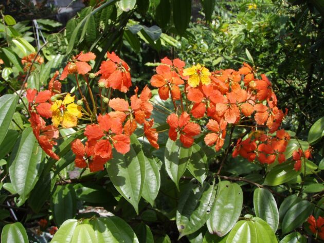 Bohemia vine (Cissus discolor)