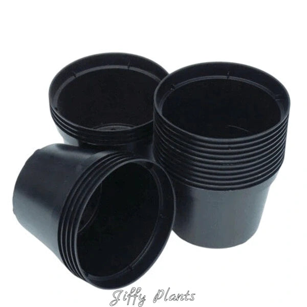 2.5 inch Round Black Pot