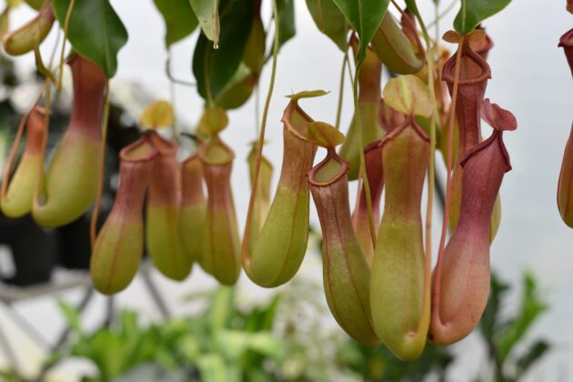 Pitcher Plant (Nepenthes Ventrata) -- single shoot
