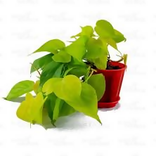 Philodendron oxycardium gold