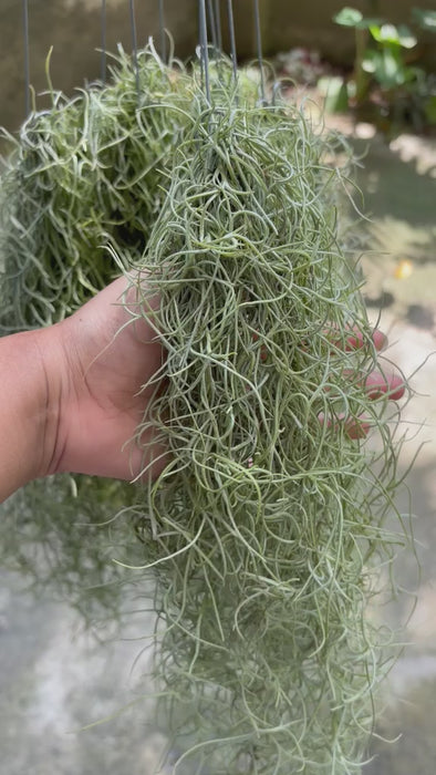 Video of Variegated Spanish Moss Air Plant collector plant – Tillandsia usneoides rare houseplant – Foliages.in