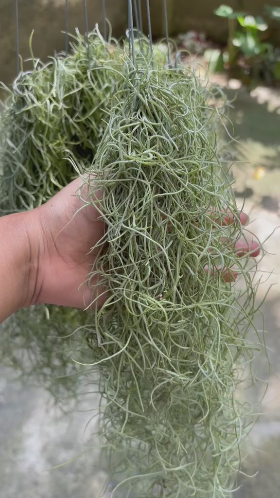 Video of Variegated Spanish Moss Air Plant collector plant – Tillandsia usneoides rare houseplant – Foliages.in
