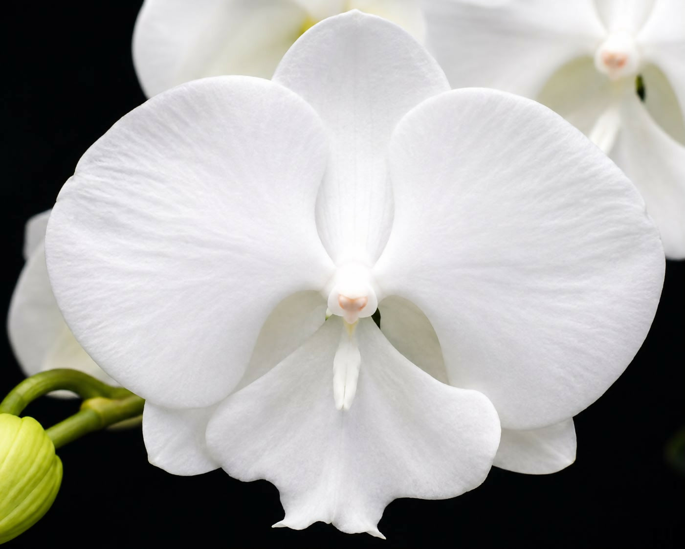 Phalaenopsis-1243