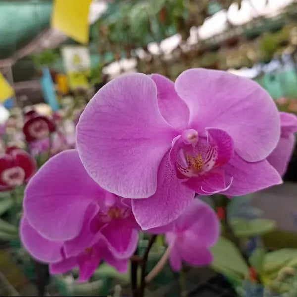 Phalaenopsis (PF-023)