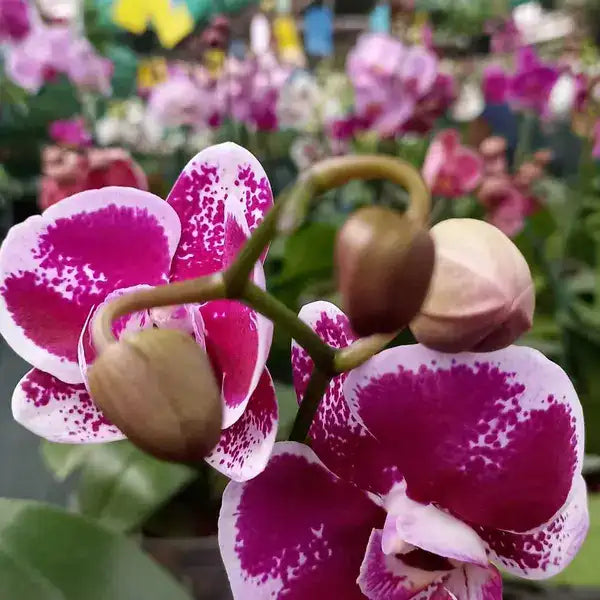 Phalaenopsis (PF-049)