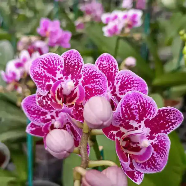 Phalaenopsis (PF-054)