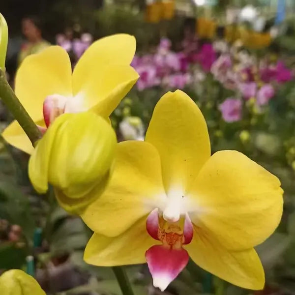 Phalaenopsis (PF-059)