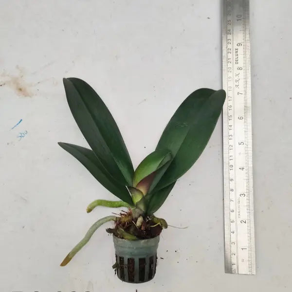 Phalaenopsis (PS-082)