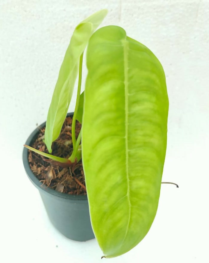 Philodendron sharoniae