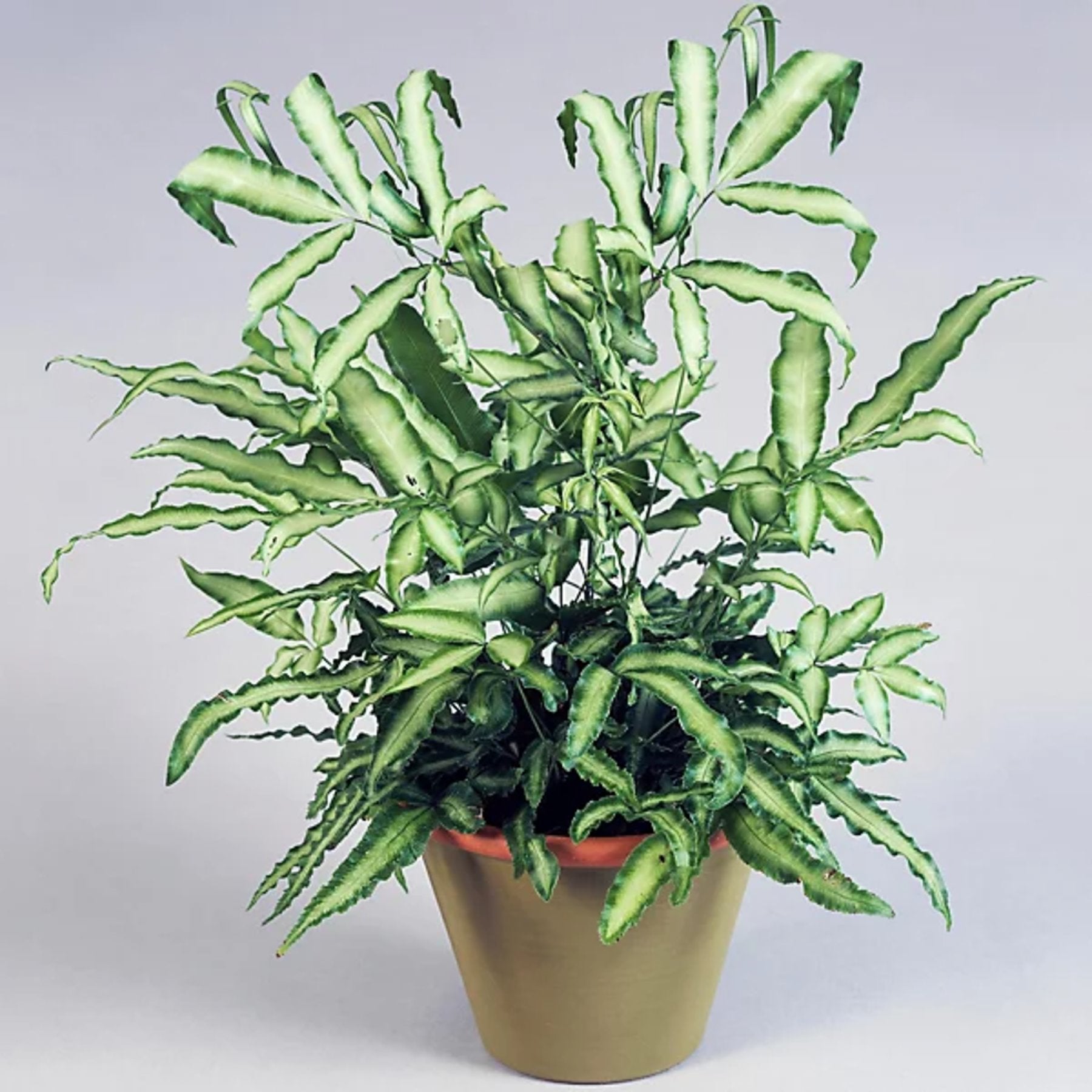 Silver Ribbon Fern – Variegated fern foliage in natural light – Foliages India