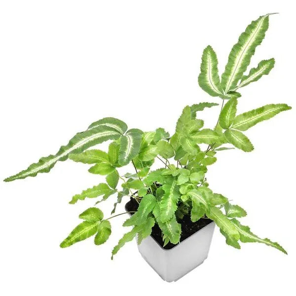 Pteris Cretica 'Albo Fern'