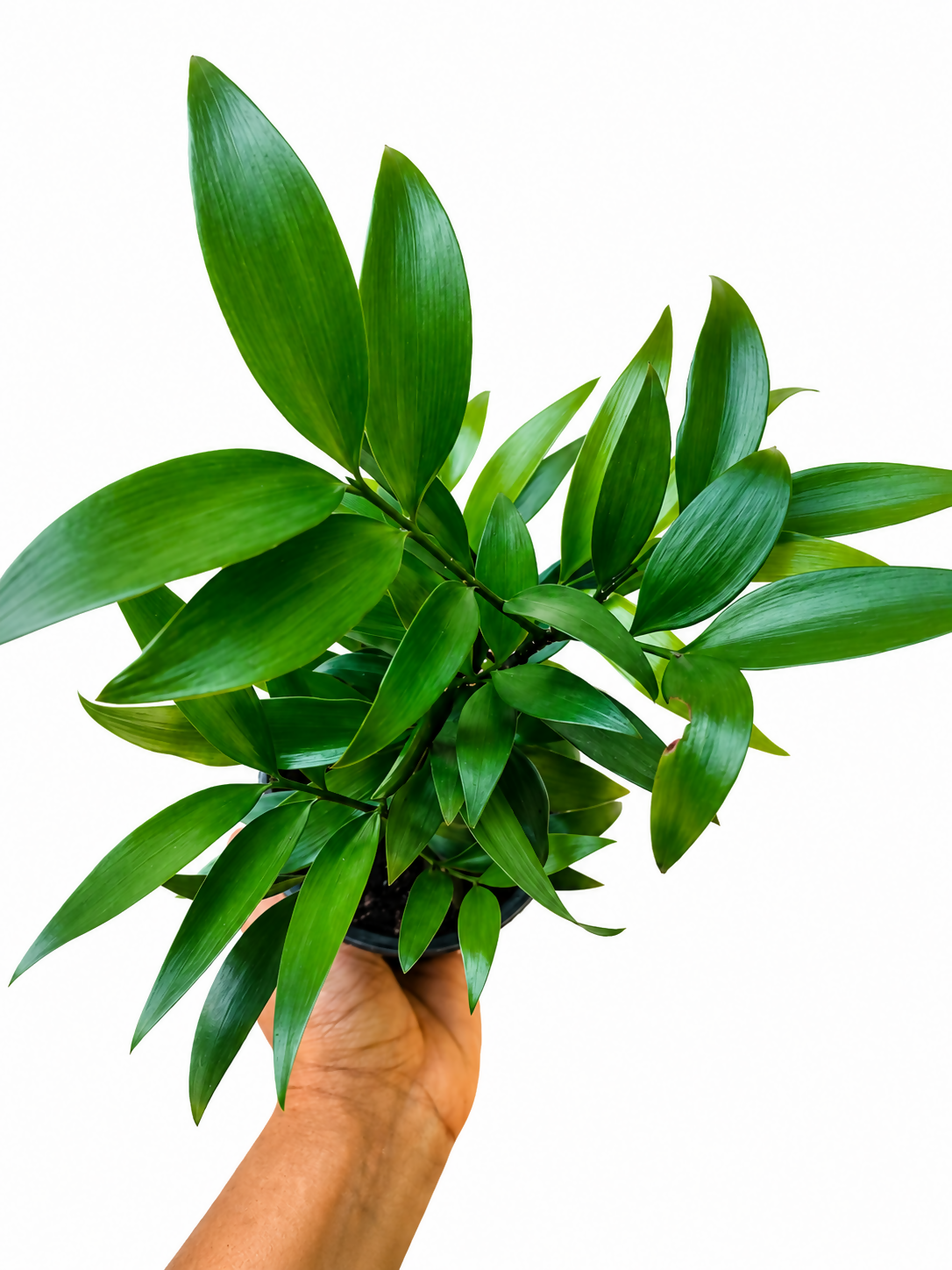 Nageia nagi plant/Asian bayberry