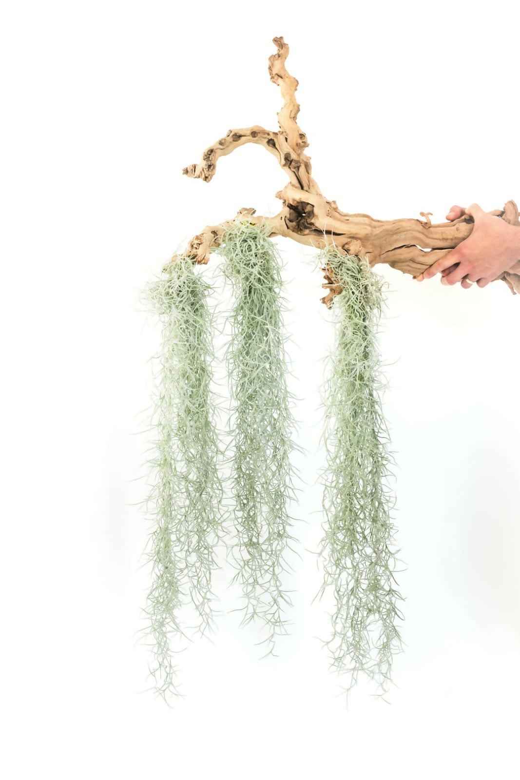 Spanish Moss Air Plant (Tillandsia usneoides)
