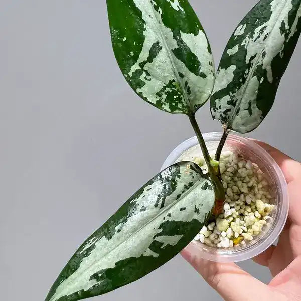 Aglaonema Pumilum - Rare