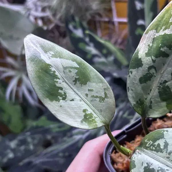 Aglaonema Pumilum - Rare