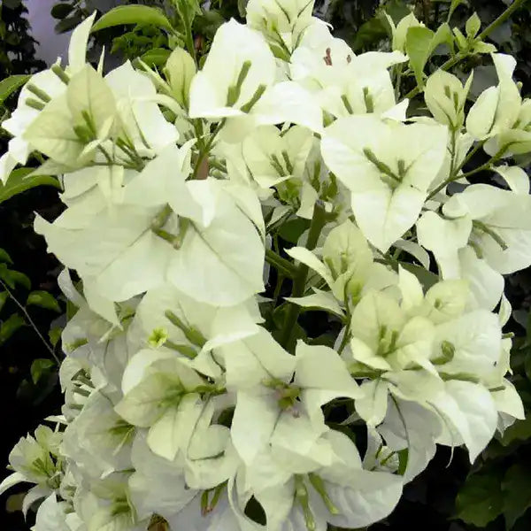 Bougainvillea Puna White