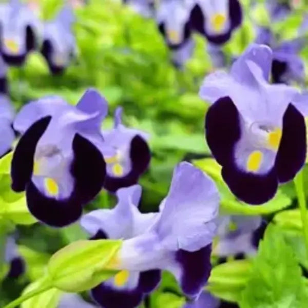 Torenia Fournieri Plant- Wishbone, Bluewings, Clown