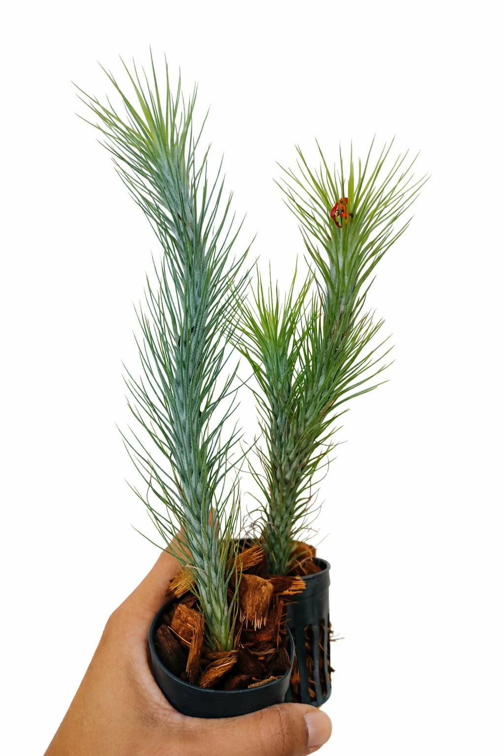 Tillandsia Funckiana