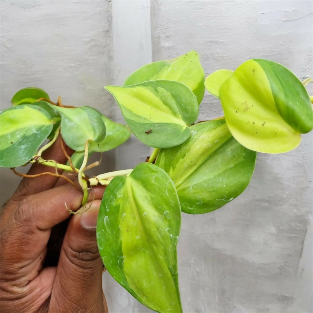 Brazilian Pothos (Philodendron Hederaceum)