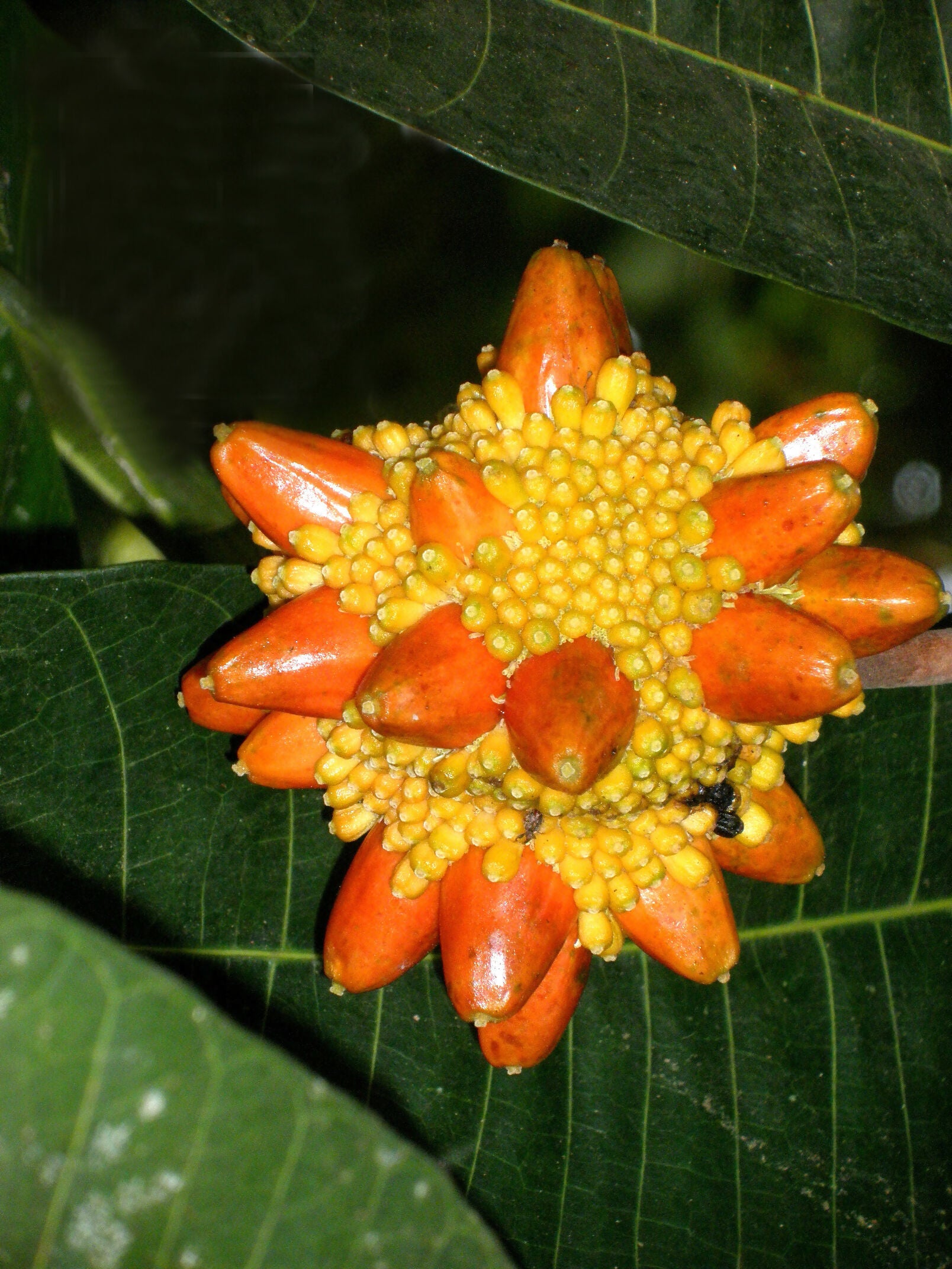 Kesusu Fruit Plants (Prainea Limpato)