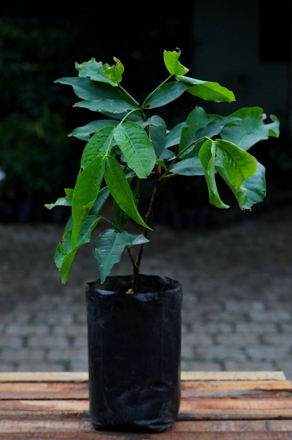 Thai Red Chamba Live Plants (Syzygium samarangense)