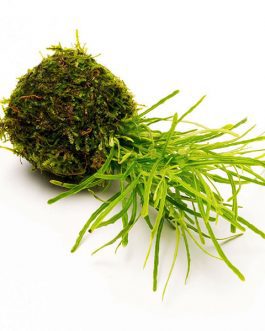 Hemigraphis repanda Green (large pot/ plant clump)