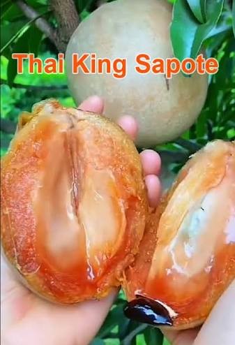 Thai King Sappotta Plant - Live Fruit Tree - Keyfarm Wayanad