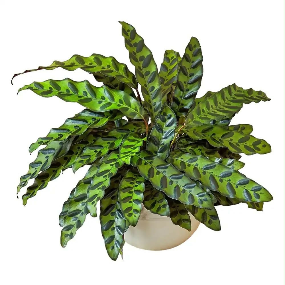 Calathea Rattlesnake –Jiffy sized