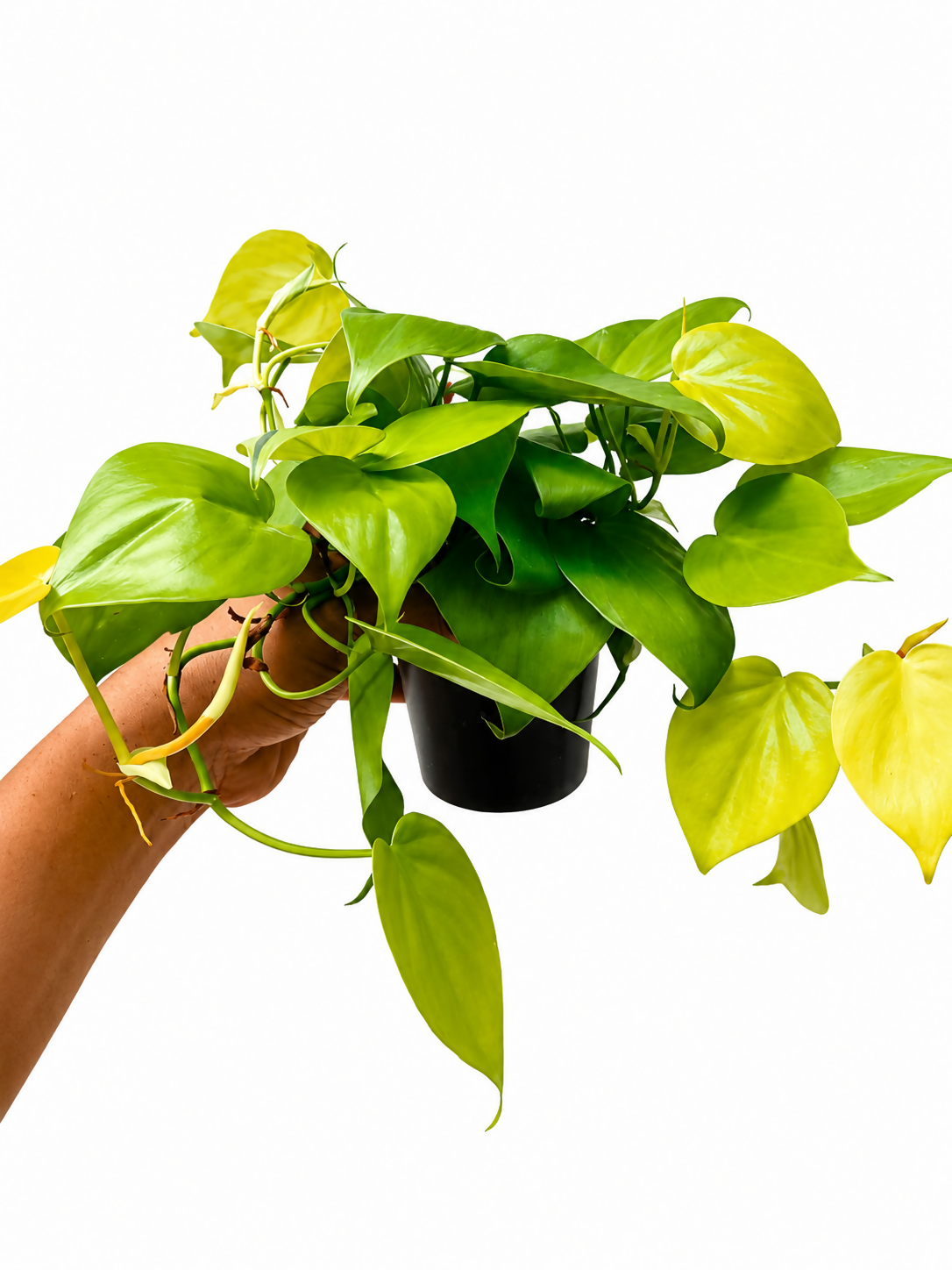 Philodendron Oxycardium Golden