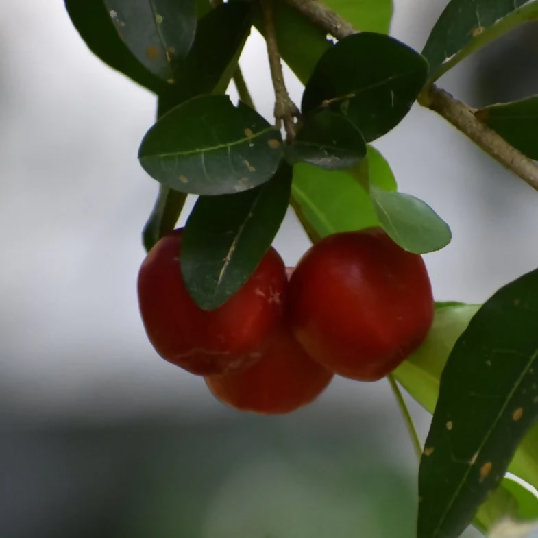 Acerola cherry Live Plant (Malpighia Emarginata)