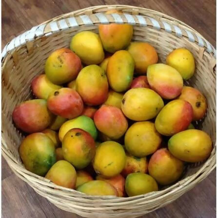 Kalapadi Mango Plant - Rare Indian Variety - Keyfarm Wayanad