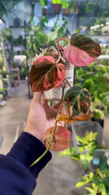 Philodendron Micans pink Variegated - Aloevera Greens