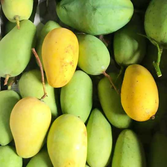 Catimon Mango (Katimon Mango) Live Plant