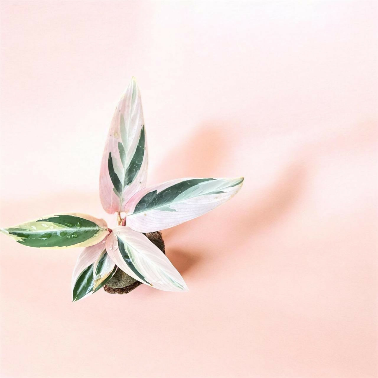 Calathea/ Marantha combo