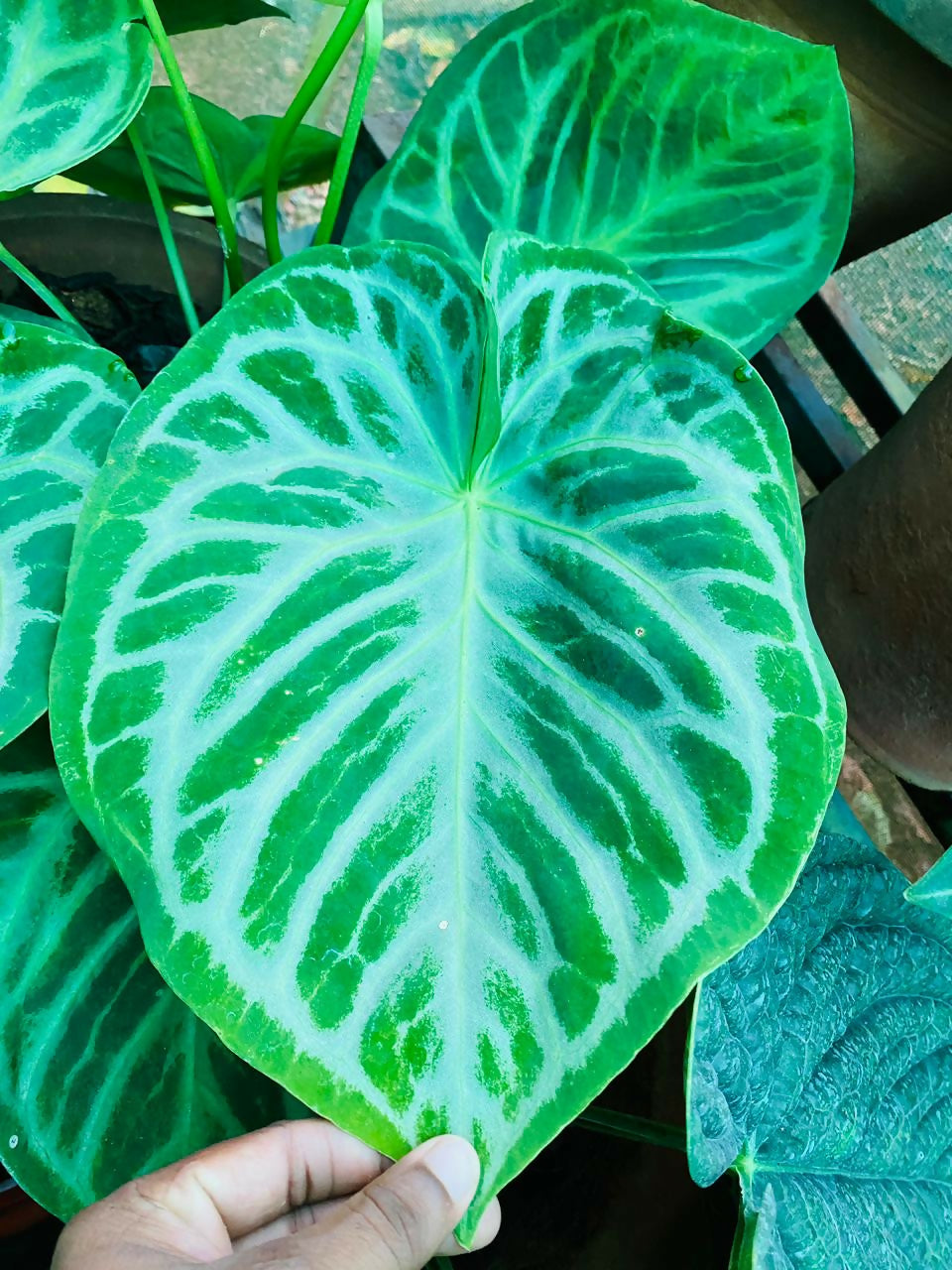 Anthurium - Dorayaki x Silver blush hybrid