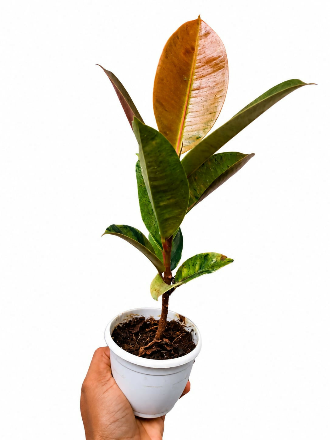 Rubber plant Variegated / Ficus variegated