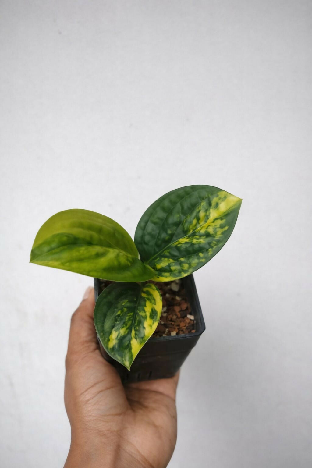 Monstera Peru Variegated