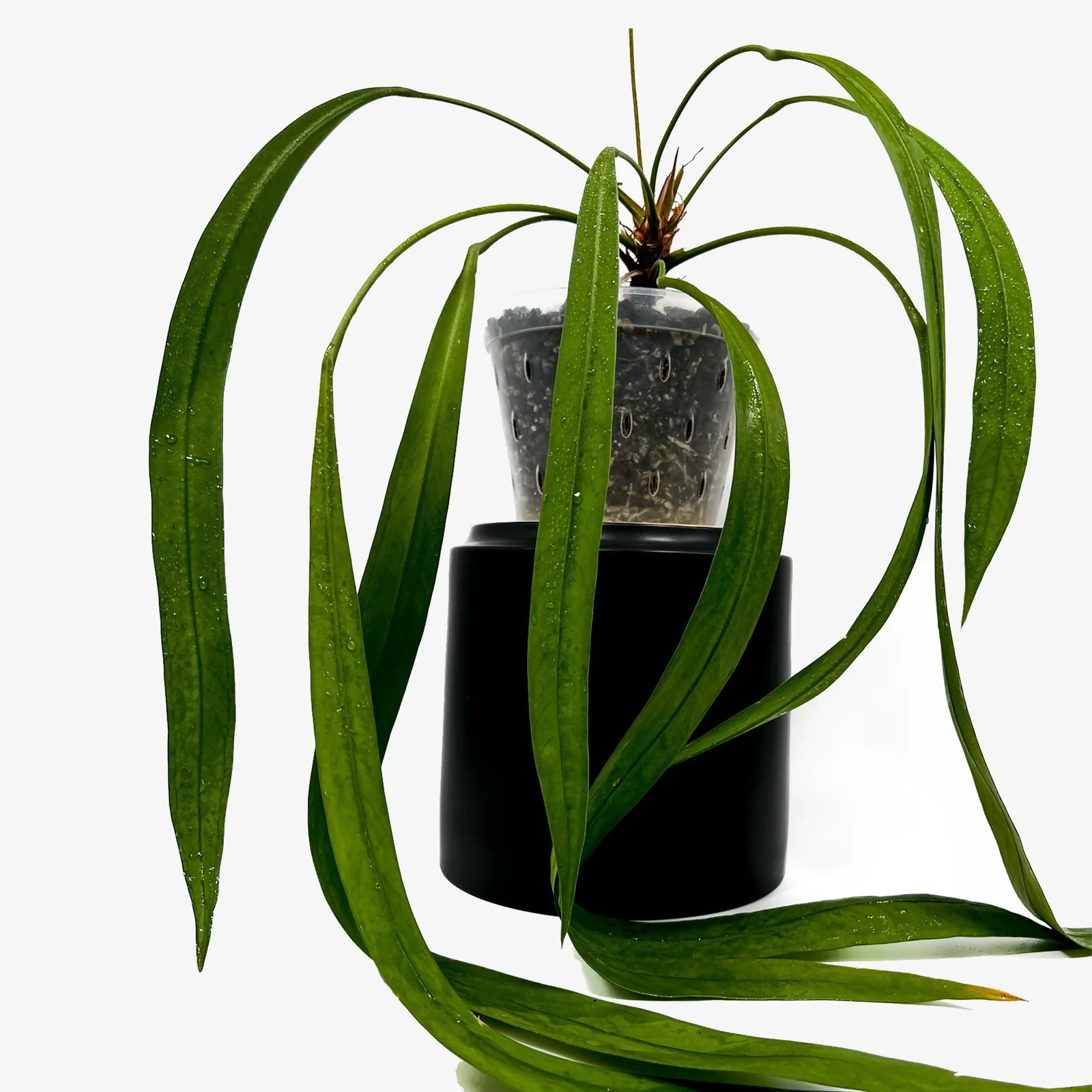 Anthurium Vittarifolium