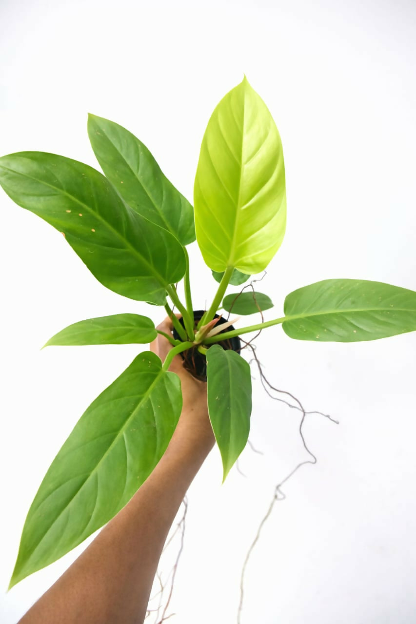 Philodendron Rush