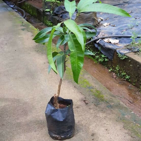 Jumbo Red R2E2 Mango Plant - Premium Fruit Tree - Keyfarm Wayanad