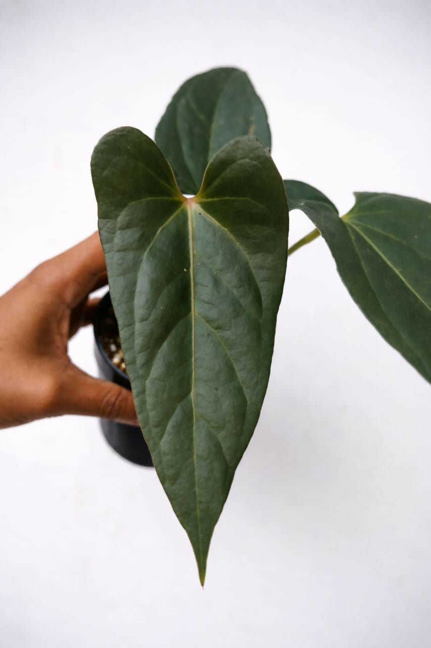 Anthurium Nigrolaminum Gigi - Rare