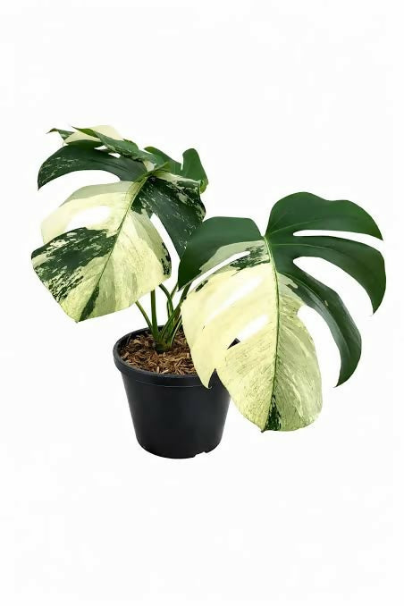 Monstera Jungle Mint Variegated - Aloevera Greens