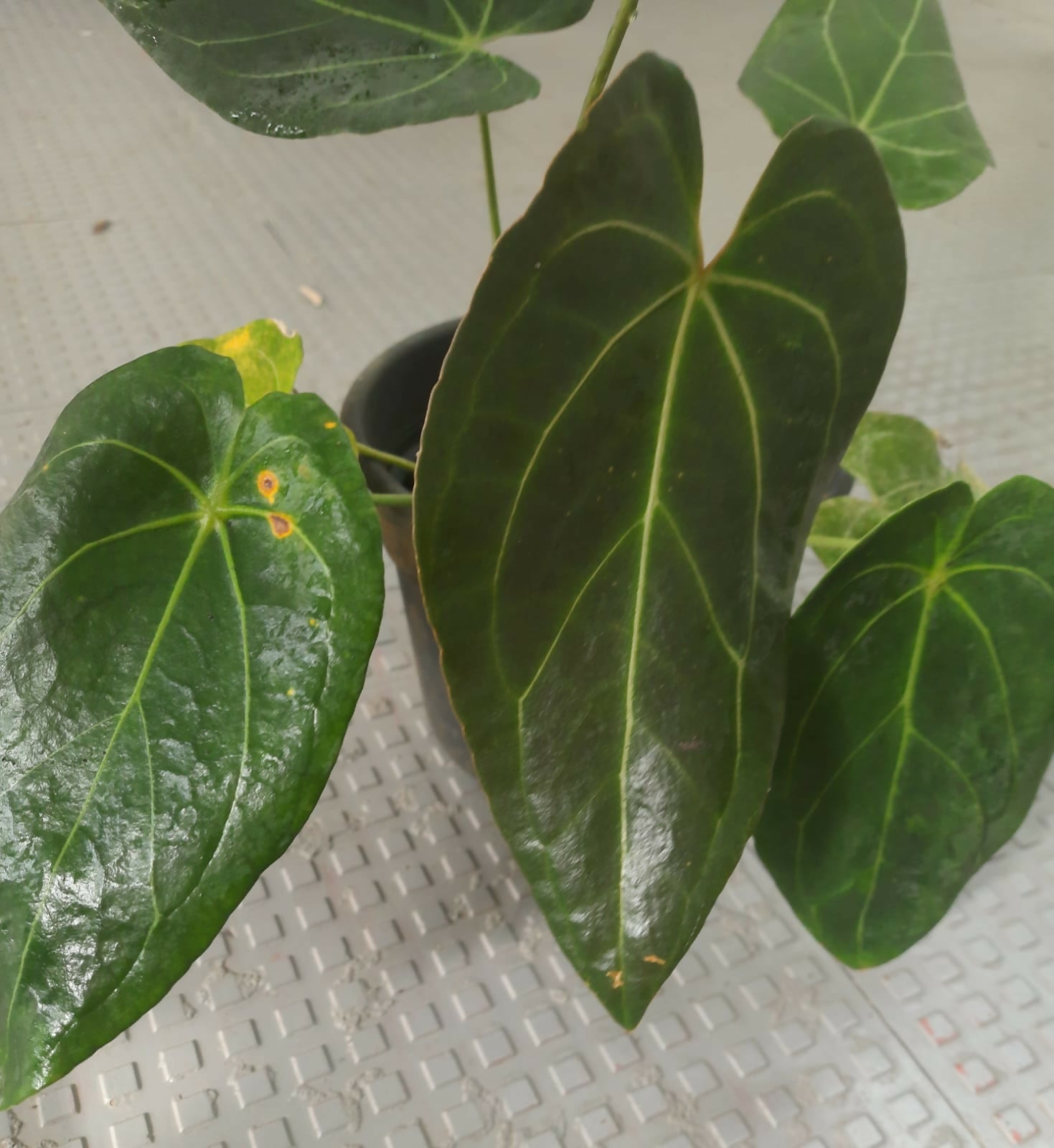 Anthurium papillilaminum (Dark Form) × Anthurium forgetii