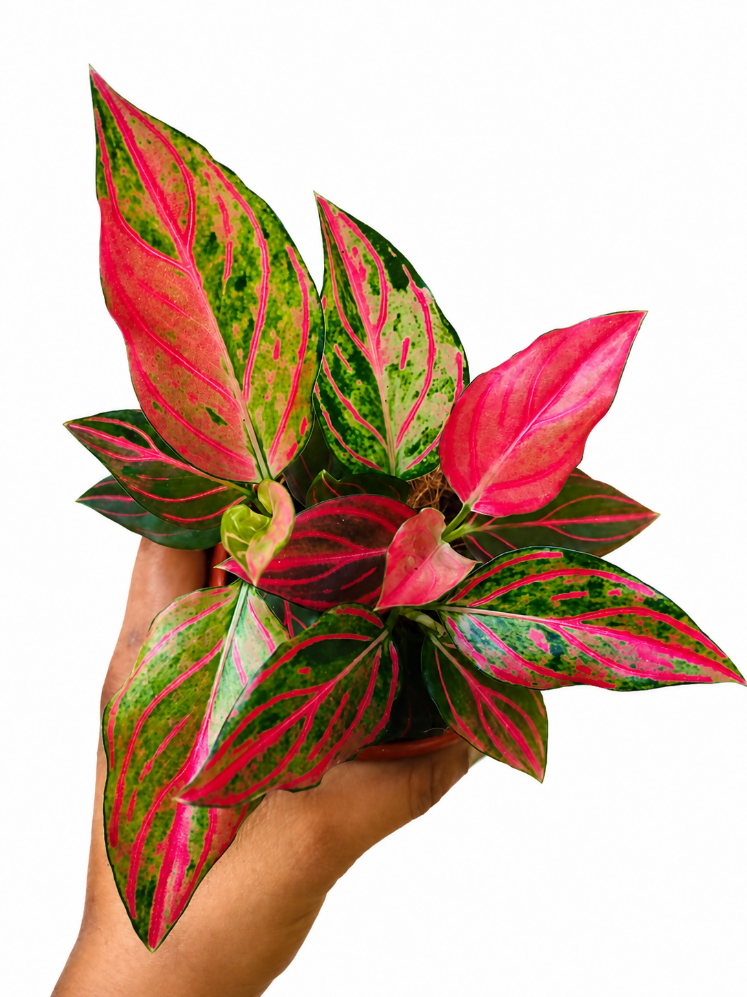Aglaonema Red Wine