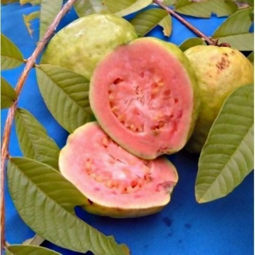 Pink Thai Guava Fruit Plant (Psidium Guajava)